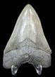 Fossil Megalodon Tooth - South Carolina #39246-2